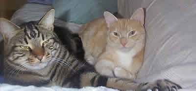 Fergus the tabby cat and Merlin the ginger tom hanging out together